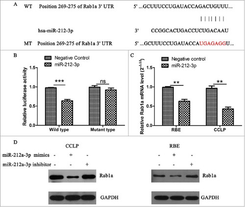 Figure 5. Rab1a was targeting regulated by miR-212-3p (A) the complementary paired sequences between 3’UTR of Rab1a and miR-212-3p were showed, and the wild type and mutant type of 3’UTR of Rab1a were designed. (B) The 293T cells were co-transfected with miR-212-3p mimics or NC and 100 ng firefly luciferase reporter plasmid containing wild type or mutant type 3’UTR ofRab1a. After incubation for 48 h, the firefly luciferase activity of each sample was detected and normalized to the renilla luciferase activity, ***p < 0.0005.(C) The mRNA level of Rab1a was compared between miR-212-3p mimics group or negative control group in CCA cells,**p < 0.005.(D) the protein level of Rab1a was detected by western blot under treatment of miR-212-3p mimics,miR-212-3p inhibitor or negative control. GAPDH was as the internal control.