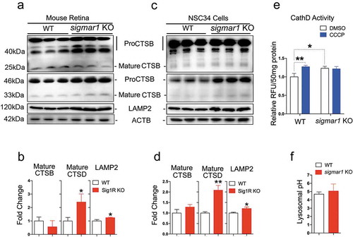 Figure 6. Lysosomal proteases are not compromised in sigmar1 KO mouse retinal explants and NSC34 neuronal cells.(a and b) Western blot and quantification of CTSB, CTSD and LAMP2 in WT and sigmar1 KO mouse retinas. (c and d) Western blot and quantification of CTSB, CTSD and LAMP2 in WT and KO NSC34 cells. (e) CTSD protease activity in WT and KO NSC34 cells treated with vehicle or CCCP for 6h. (F) Lysosomal pH in WT and KO NSC34 cells. *p < 0.05, **p < 0.01 by student's t-test; mean ± SD; n = 3. Triplicate bands correspond to 3 mice or three separate experiments using different dishes of cells. Protein band intensity was normalized to ACTB. Fold change was calculated vs WT. CCCP treatment was performed only in E.