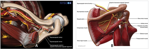 Figure 1 (A) Anterior view and (B) posterior view of the anatomy of the shoulder. Source: NYSORA.com. In compliance with ethical and academic standards, we acknowledge NYSORA, Inc. for granting permission to use the images in this article for educational purposes. All rights to these images remain with NYSORA, Inc.