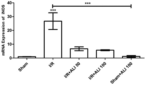 Figure 9. Effects of aliskiren treatment on relative mRNA expression levels of iNOS in rats’ kidney tissues. Notes: Expressions of mRNAs were detected by quantitative real time PCR analysis. β-actin was used as the reference gene. Gene-specific probes were used as outlined under “Material and methods”. The relative expression levels were calculated by the 2−ΔΔCT method. ALI: aliskiren, I/R: ischemia/reperfusion. Values of all significant correlations are given with degree of significance indicated (***p < 0.0001).