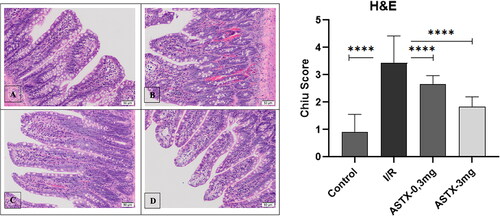 Figure 2. Histological appearance and statistical graph of intestinal tissue as a result of hematoxylin-eosin staining (A. Control group, B. I/R group, C. 0.3 mg Astaxanthin group, D. 3 mg Astaxanthin group) (All groups were compared with I/R group and Displayed as p < 0.0001 ★★★★.).