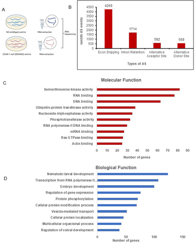 Figure 1. CCAR-1 regulates alternative splicing. A. Methodology of RNA sequencing samples preparation between N2 and CCAR-1 null (SDW040) worms B. Types of alternative splicing events occurring from the VAST Tools analysis, including exon skipping (EX), intron retention (INT), alternative splice acceptor (ALTA) and alternative splice donor (ALTD). C. WormEnrichR analysis of gene ontology (GO) molecular function between N2 and CCAR-1 null (SDW040) worms. D. WormEnrichR analysis of gene ontology (GO) biological process between N2 and CCAR-1 null (SDW040) worms.