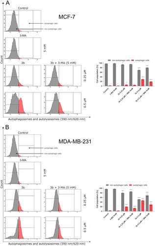 Figure 11. Flow cytometric analysis of autophagy induction in MCF-7 (A) and MDA-MB-231 (B) breast cancer cells incubated with 3b (0.25 μM and 0.5 μM in the absence or presence of 3-MA (5 mM)). Mean percentage values from three independent experiments done in duplicate are presented. *p < 0.05 vs. control group, ***p < 0.001 vs. control group.