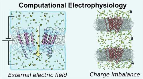 Figure 5. Two typical simulation setups in computational electrophysiology: applying an electrical field (left) and using two reservoirs with different concentrations. Adapted from [Citation173], Copyright 2020, with permission from Elsevier.