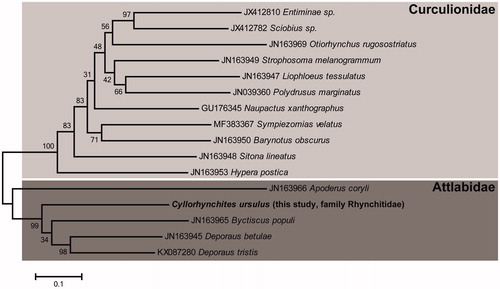 Figure 1. Maximum-likelihood phylogenetic tree of C. ursulus with other related species based on 13 protein coding genes (PCGs). The sequences accession number of the species used in phylogenetic analysis is shown in the figure.