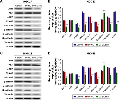 Figure 4 Silencing DcR3 inhibited PI3K/Akt/GSK-3β/β-catenin signaling in HGC27 and MKN28 cells.