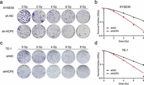 Figure 3. Knockdown HCP5 enhances the efficacy of radiotherapy for esophageal carcinoma. (a) and (c), The colony formation was examined in KYSE30 and TE-1 cells with different dose of radiation; (b) and (d), The cellular survival curves of KYSE30 and TE-1 cells.