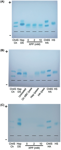 Fig. 6. Electrophoresis of GAGs on cellulose acetate membrane.
