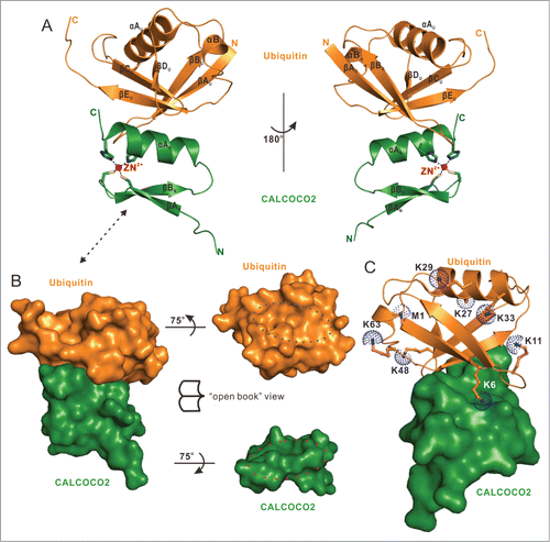 Figure 3. The overall structure of CALCOCO2 ZF2 in complex with mono-ubiquitin. (A) The combined ribbon representation and stick model showing the overall structure of the CALCOCO2 ZF2-mono-ubiquitin complex. In this drawing, the CALCOCO2 ZF2 is shown in forest green, mono-ubiquitin in orange. The side chains of 2 cysteine and 2 histidine residues involved in zinc ion coordination are shown in the stick model, and the coordinated zinc ion is shown in the ball model. (B) Surface representations showing the overall architecture of CALCOCO2 ZF2-mono-ubiquitin complex (left panel), and the “open-book” view of the binding interface between CALCOCO2 ZF2 and mono-ubiquitin (right panel) with the same color scheme as in panel (A). (C) The combined surface representation and the ribbon-stick-dot model showing the orientations of 8 residues (M1, K6, K11, K27, K29, K33, K48, and K63) of mono-ubiquitin that can be used for poly-ubiquitin linkage formations in the ZF2-mono-ubiquitin complex. In this presentation, the mono-ubiquitin molecule is shown in the ribbon-stick-dot model and CALCOCO2 ZF2 in the surface model.