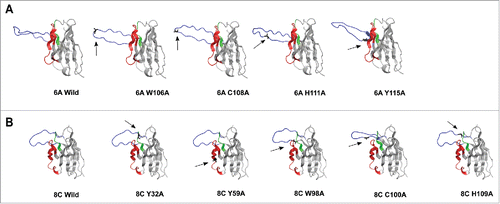 Figure 11. 3D structure homology-modeling of wild type and mutated 6A and 8C bovine V genes. (A) 6A wild type and mutated mAbs. (B) 8C wild type and mutated mAbs. The 8C and 6A VH regions are shown in gray and the heavy CDRs are as follow: CDRH1: green, CDRH2: red and CDRH3: blue. The mutated residues are shown as black and with arrow in each mutated mAbs. the VH region was modeled using a fully automated protein structure homology-modeling server (SWISS-MODEL, http://swissmodel.expasy.org). The server used bovine ultra-long CDRH3 as template (Protein data bank code: 4k3d.1.A for 6A mAb and 4k3e.2.A for 8C mAb). The figures were generated using PyMOL program.Citation88