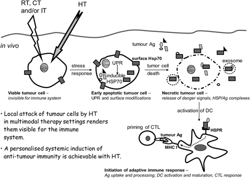 Figure 2. Hyperthermia modified tumour cells are rendered immunogenic and should be regarded as in situ tumour vaccine. When a tumour cell is heated, protein aggregation and denaturation induces a stress response in the cell, the so called unfolded protein response (UPR). Consequently, the transcription of inducible heat shock protein 70 (Hsp70) is increased and tumour cells expose even more Hsp70 on their surface. Furthermore, hyperthermia (HT) results in enhanced levels of tumour antigens (Ag) inside the cell. A second stress stimulus for the tumour cells such as ionising irradiation (radiotherapy, RT), chemotherapy (CT) or immune therapy (IT) together with HT fosters the induction of necrotic tumour cell death forms and modifies the tumour cell surface. Since necrotic cells have lost their membrane integrity, HSPs acting as danger signals and HSP/tumour Ag complexes are released. In addition, HSPs and tumour Ag containing exosomes can be discharged from apoptotic and necrotic tumour cells. Hsp70 containing exosomes derived from heat stressed tumour cells as well as HSP/tumour Ag complexes activate and attract dendritic cells (DC). The latter take up tumour Ag, present it with co-stimulation to CD8+ T cells and thereby induce cellular anti-tumour immunity by priming cytotoxic T lymphocytes (CTL).