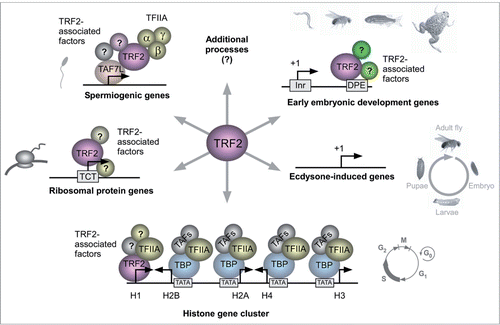 Figure 1. Schematic model depicting the regulation of diverse biological processes and transcriptional programs by TRF2.