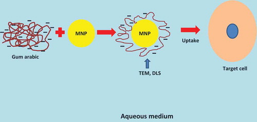 FIGURE 2 Graphical illustration of the stabilizing effect of negatively charged gum arabic on iron oxide magnetic nano-particles. Gum arabic provides functionalization and cell selectivity. It provides increased electrostatic repulsion for better dispersal and stabilization of the particles, facilitating uptake by the cells.