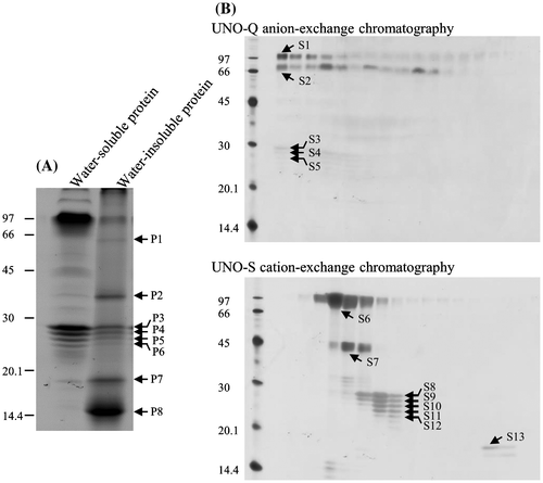 Fig. 2. SDS-PAGE of protein fractions extracted from T. vernicifluum sap. Proteins marked with numbered bands were subjected to MALDI-TOF/MS for identification. (A) Water-soluble and -insoluble fractions of the sap proteins were separated by SDS-PAGE. Protein amounts were those extracted from 9.6 and 6.9 mg of tree sap per lane for water-soluble and -insoluble fractions, respectively. (B) Water-soluble proteins were loaded onto a UNO-Q anion-exchange column and eluted with a linear gradient of 0–0.3 M KCl. The unbound proteins were loaded onto a UNO-S cation-exchange column and eluted under the same conditions.