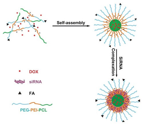 Figure 3 Preparation of DOX and siRNA coencapsulated nanocomplexes with folate receptor-targeting function.Abbreviations: DOX, doxorubicin; FA, folate; siRNA, small interference RNA; PEG–PEI–PCL, poly(ethylene glycol)–poly(ethylene imine)–poly(ɛ-caprolactone).