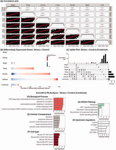 Figure 1. Analysis of RNA-seq datasets from studies which have used chronic stress protocols in male mice to examine the impact on the PFC transcriptome. (A) Pearson correlation plot of average gene expression across all the seven studies that were the included in this study. (B) Heatmaps indicating degree of fold-change and the number of differentially expressed genes in each study and in the combined analysis (bottom row) for stress vs control mice. (C) UpSet plot of overlaps between the various datasets that were analyzed. The vertical lines which connect black circles indicate intersecting sets of genes between studies. The y-axis of the histogram indicates the number of intersecting genes and the bar plot on the right-hand side indicates the number of genes in each set. (D–G) EnrichR analysis of differentially expressed genes in the combined analysis for stress vs control mice. (H) Predicted upstream regulators of the differentially expressed genes in the combined analysis as determined using IPA.