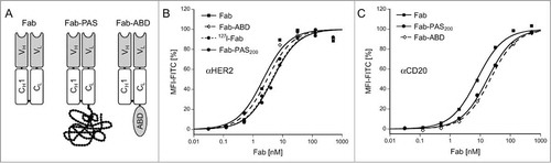 Figure 1. In vitro characterization of purified recombinant Fabs. (A) Schematic representation of the bacterially produced Fab format and its fusions with a PAS polypeptide or an albumin binding domain (ABD). (B, C) FACS titration analyses of αHER2 and αCD20 Fabs in different formats versus corresponding tumor cell lines. Fabs were incubated with SK-BR-3 (HER2) or Granta (CD20) cells for 1 h at 4°C and, after washing, bound Fab was detected with a fluorescein-conjugated αhu-kappa-light chain antibody. Hyperbolic curve fit (see Materials and Methods) revealed KD values of 2.2 ± 0.6 nM for αHER2 Fab, 4.6 ± 0.9 nM for αHER2 Fab-PAS200, 3.0 ± 0.7 nM for αHER2 Fab-ABD, 4.3 ± 0.6 nM for the (non-radioactively) iodinated αHER2 Fab as well as 8.0 ± 1.1 nM for αCD20 Fab, 15.6 ± 5.7 nM for αCD20 Fab-ABD and 17.5 ± 1.0 nM for αCD20 Fab-PAS200.