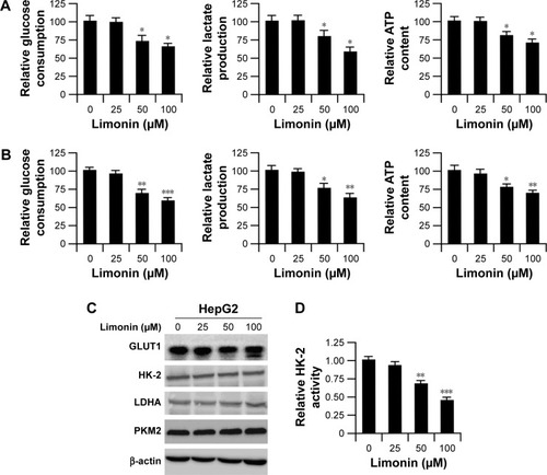 Figure 2 Limonin suppressed tumor glycolysis by decreasing HK-2 activity.