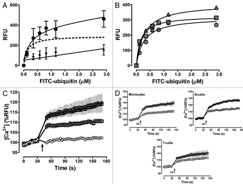 Figure 1 (A) FITC-ubiquitin binding to human monocytes (1 min, 4°C). Note that cells were centrifuged for 5 min to remove free FITC-ubiquitin in the cell culture supernatant. Data are mean ± Sem of duplicate measurements with monocytes from seven healthy blood donors. ●, FITC-ubiquitin binding; ■, non-specific binding, as assessed by binding of FITC-ubiquitin in the presence of 300 µm native ubiquitin; dashed line, specific binding curve (= total FITC-ubiquitin binding - non-specific binding; r2: 0.93). (B) Specific FITC-ubiquitin binding curves in monocytes (), B () and t cells () from a single blood donor, determined as in (A). (C) ubiquitin (3 µm) induced Ca2+ flux in monocytes (Display full size), B-(Display full size) and t-cells (Display full size) from (B). Data are mean ± SEM from 10 cell cultures per cell type. Arrows indicate the time point when ubiquitin or vehicle (○) was added. (D) Inhibition of the ubiquitin induced Ca2+ signal by the PLC inhibitor U73122 (10 µM, open symbols). Data are mean ± SEM from three cell cultures per cell type. The weak PLC inhibitor U73343 (10 µM; grey symbols) was used as a negative control for U73122. Same cells as in B and C. Arrows indicate the time point when ubiquitin (3 µM) was added. RFU: relative fluorescence units.