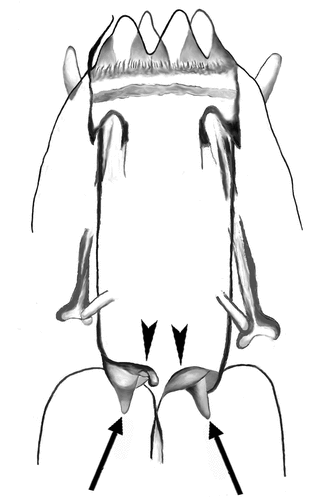 Figure 3. Valvular system of the shilohae type (type 2). Two flaps (arrowheads) and two conical thickenings (arrows) are visible, while the third ones are not in focus. The drawing (of Milnesium shilohae) is based on Figure 1(b) of Meyer (Citation2015).