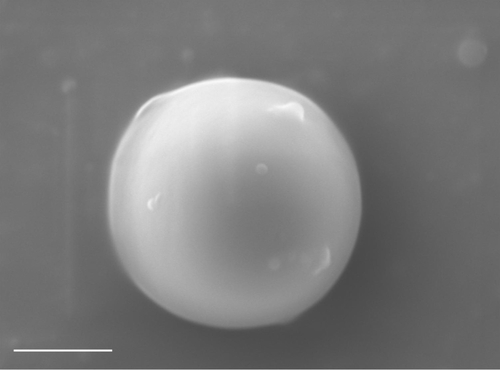 Figure S1 Scanning electron microscope micrograph of zein nanoparticles characterized by a protein concentration of 2 mg/mL. Scale bar =100 nm.