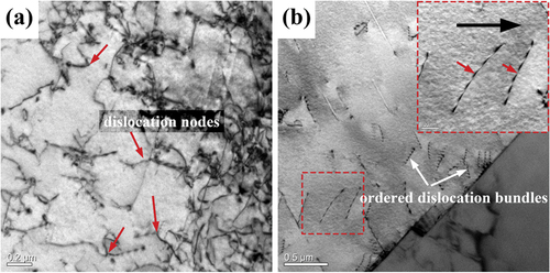 Figure 11. TEM morphology at a deformation level of 1.0mm (a) dislocation nodes in δ-ferrite; (b) ordered dislocation bundles in austenite.