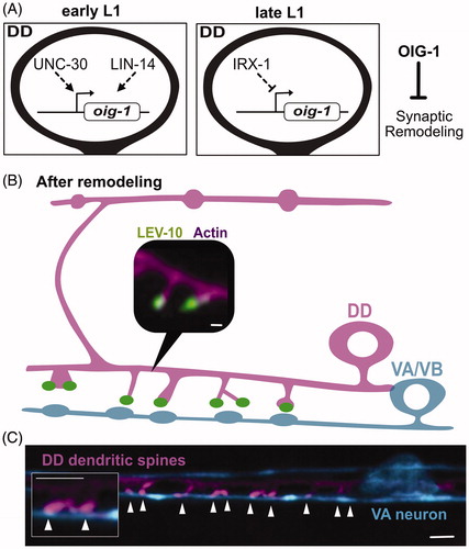 Figure 7. Postsynaptic remodeling. (A) The One-Ig-domain protein, OIG-1, is upregulated by the PITX/UNC-30 transcription factor in early L1 larval DD neurons but turned off by Iroquois/IRX-1 during the late L1 to prevent OIG-1 from antagonizing synaptic remodeling. (B) Graphical representation of dendritic spines protruding from the ventral postsynaptic neurite of a DD neuron and contacting presynaptic terminals of cholinergic VA/VB neurons. Inset shows a fluorescent image of the actin marker, LifeAct::mCherry (magenta), and the postsynaptic protein, LEV-10 (green) at the spine tip. Scale bar = 200 nm. Adapted from (Cuentas-Condori et al., Citation2019) (C) Fluorescent image shows DD dendritic spines (magenta) projecting toward a presynaptic VA neuron (blue). Arrowheads denote sites of contact between postsynaptic spines and the VA process. Scale bar = 1 µm. Adapted from (Cuentas-Condori et al., Citation2019).