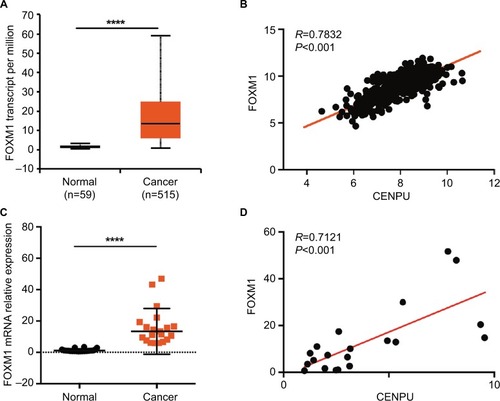 Figure 3 CENPU expression is positively correlated with FOXM1 expression.Notes: (A) The mRNA expression data for FOXM1 was downloaded from the UALCAN website. FOXM1 was highly expressed in lung cancer tissues compared with expression in adjacent normal tissues; ****P<0.0001. (B) Pearson’s correlation was employed to analyze the correlation between CENPU and FOXM1 mRNA expression in 576 lung cancer samples in the available RNA-seq database downloaded from UCSC Xena (http://xena.ucsc.edu/; R=0.7832, P<0.001). (C) Quantitative reverse transcription was performed to analyze the expression of FOXM1 in human NSCLC tissues and paired adjacent normal tissues (n=20); ****P<0.0001. (D) The correlation between CENPU and FOXM1 mRNA expression in 20 lung cancer samples was measured by Pearson’s correlation (R=0.7121, P<0.001).Abbreviations: CENPU, centromere protein U; FOXM1, Forkhead box protein M1; NSCLC, non-small-cell lung cancer.