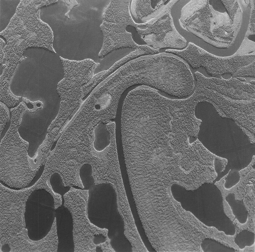 FIGURE 3. Aerial photograph of spruce forests underlain by ice-wedge polygons, southern Mackenzie Delta. Well-developed polygonal patterns occur in the center and lower center of the photograph. Note the absence of spruce trees from the centers of well-defined polygons. Aerial photograph A22936-103 ©1972, Her Majesty the Queen in Right of Canada, reproduced from the collection of the National Air Photo Library with permission of Natural Resources Canada