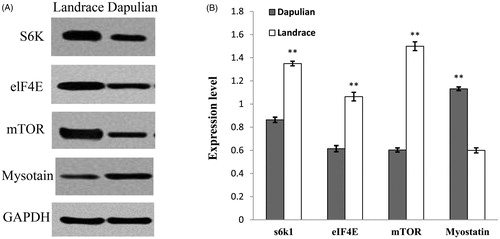 Figure 4. Western blot analysis of LD muscle (longissimus dorsi) satellite cells (SCs) for MSTN, p-MTOR, p-EIF4E, and S6K expression at 72 h of culture. The density of bands was analysed using Image Analysis Software (Tanon, China). The results are representative of five separate experiments. Bars indicate the means ± SEM. **represents significant difference (p < .01) by two-tailed Student’ t-test (n = 4).