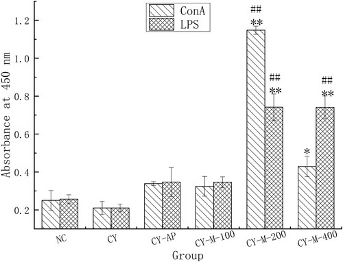 Figure 6. Effect of MLN-1 on proliferation of splenic lymphocytes in vivo, measured by CCK8. LPS (2 μg/mL) and ConA (1 μg/mL) were added in splenic lymphocytes from mouse of different groups. Data are presented as means ± SD (n = 5). Significant differences from CY group are indicated by *p < .05, **p < .01. Significant differences from NC group are indicated by #P < .05, ##P < .01, as same in total paper.