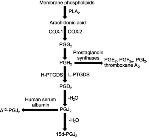 Figure 1 Biosynthesis of 15d-PGJ2. In the first step, membrane phospholipids are catalyzed by the action of the PLA2 enzyme to release AA. In the second step, AA is sequentially metabolized to PGG2 and then to PGH2 by COX-1 or COX-2. Subsequently, PGD2, PGE2, PGF2α, PGI2, and thromboxane A2 were converted from PGH2 by their respective prostaglandin synthetase. The rate-limiting enzyme used to synthesize PGD2 is PTGDS, both H-PTGDS and L-PTGDS. PGD2 readily undergoes chemical dehydration, losing water to form the cyclopentenone prostaglandin PGJ2. In the final step, 15d-PGJ2 and Δ12-PGJ2 are produced from PGJ2 by albumin-independent and albumin-dependent reactions, respectively.