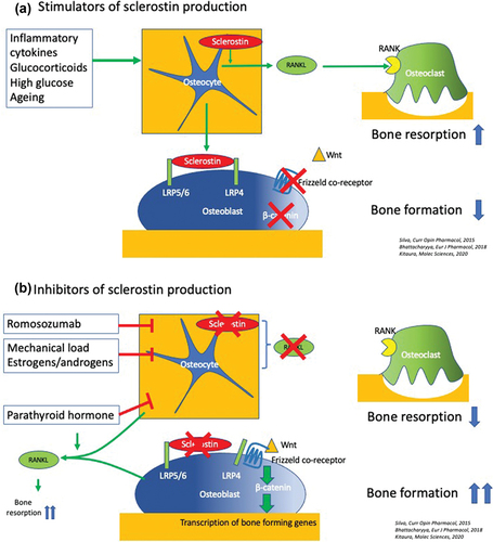 Figure 1. Simplified schematic representation of sclerostin actions in bone cells. Sclerostin is secreted by osteocytes and binds to LRPs on osteoblasts, thereby inhibiting the Wnt signaling pathway and bone formation by degrading β-catenin. Sclerostin also upregulates RANKL synthesis in the osteocyte, which binds to the RANK receptor on osteoclasts, thereby stimulating osteoclastogenesis. Examples of up-regulators (a) and down-regulators (b) of sclerostin production are shown in the text boxes of the figure. Note the decrease of RANKL production by romosozumab in contrast to the increase by parathyroid hormone [Citation48,Citation52,Citation53].