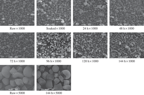 FIGURE 1 Scanning electron microscopy photos of starches isolated from raw and germinated oat.