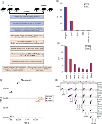 Figure 2. Profile of H3K27ac marker across genomic features via ChIP-seq. (A) The ChIP-seq analysis with experimental (light blue) steps, computational steps (pink) and summary numbers. (B) Breakdown on H3K27ac enrichment across the genome in the CTR and HFD-induced NAFLD rats. (C) The distribution of the H3K27ac peaks among each intron. (D) PCA of ChIP-seq data for liver tissues in CTR (blue) and NAFLD (red) groups (n = 3/group). (E) Pearson correlation of average scores per transcript of CTR and NAFLD rats.ChIP-seq: Chromatin immunoprecipitation coupled with high-throughput sequencing; CTR: Control group; HFD: High-fat diet; NAFLD: Nonalcoholic fatty liver disease; PCA: Principal component analysis; RNA-seq: High-throughput RNA sequencing; TSS: Transcript start site; TTS: Transcript termination site.