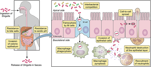 Figure 1. Shigella spp. pathogenesis. After ingestion and in its transit towards the intestine, Shigella must resist hostile conditions of the gastrointestinal tract e.g. stomach acidic pH and bactericidal action of bile salts. Once in the gut, Shigella competes with members of the commensal microbiota for space and resources. In the colonic epithelium, M cells transcytose Shigella from the apical to the basolateral side where it is internalized by macrophages. Shigella avoids vacuole-mediated macrophage degradation and induces their inflammatory pyroptotic cell death. Inflammation recruits neutrophils, which are efficient killers of Shigella. However, neutrophil migration damages the epithelial layer. Released from macrophages, Shigella invades epithelial cells through their basolateral side, multiplies intracellularly suppressing immune responses and cell death to extend the life of the infected cell. Bacteria then spread into neighbouring cells through actin-based motility. Finally, Shigella is released from the host through faecal matter.