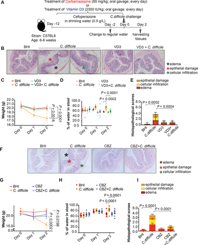 Figure 7. Amelioration of symptoms and histological damage by lysosome activators vitamin D3 and carbamazepine in a murine CDI model. (A) Mice were given cefoperazone in drinking water (0.5 mg/ml) for 10 days before being challenged with 1 × 108 colony-forming units of a TcdB-hyperproducing C. difficile strain (VPI10463) to establish the CDI model. All mice were sacrificed 2 days after CDI. Effects of pre-treatment with (B – E) vitamin D3 (2300 IU/kg by oral gavage) or (F – I) carbamazepine (CBZ; 50 mg/kg by oral gavage) every other day for 2 weeks before C. difficile challenge on (B and F) H&E sections of mice colonic mucosa, (C and G) weight loss, (D and H) severity of diarrhea, and (E and I) histopathological scores of colon tissues 2 days post-infection are shown. Scale bar: 200 µm **, p < 0.01; ***, p < 0.001; ****, p < 0.0001 significantly different between indicated groups (pooled from three batches of experiments; BHI group, n = 10; C. difficile group, n = 10; CBZ group, n = 10; C. difficile with CBZ group, n = 10; Vitamin D3 group, n = 5; C. difficile with vitamin D3 group, n = 13).