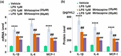 Figure 5. Effect of Mirtazapine on LPS treatment-induced cytokines in Bend.3 brain endothelial cells. Cells were treated with LPS 1 μM in the absence or presence of Mirtazapine (25, 50 μM). (a). mRNA level of IL-1β, IL-6, MCP-1 was determined; (b). Concentrations of IL-1β, IL-6, and MCP-1 (****, P < 0.001 vs. normal mice group; ##, ###, P < 0.01, 0.005 vs. LPS treatment group).