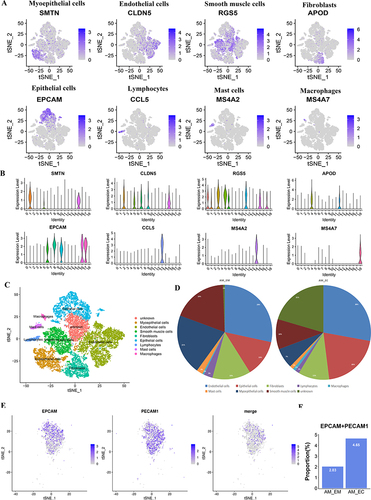 Figure 2 Identification of endometrial cell types with scRNA-seq. Representative cell markers were used to label cell types as presented by t-SNE (A) and violin plots (B). (C) t-SNE plots of cells from AM_EM and AM_EC, each color indicates the associated cell types. (D) The pie chart shows the proportion of each cell population in the AM_EM and AM_EC samples. (E) EPCAM-, PECAM1- and double positive cells are shown in t-SNE plots, and the proportion of EPCAM- and PECAM1-positive cells is shown in F.