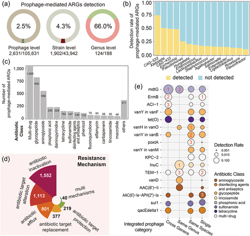 Figure 4. The antibiotic resistome of human gut-derived bacterial prophages. (a) the detection rates of prophage-mediated ARGs at the prophage level, the bacterial strain level, and the host genus level. (b) the top 10 bacterial host genera with the highest detection rate of prophage-mediated ARGs. (c) the antibiotic classes of prophage-mediated ARGs. (d) the resistance mechanisms of prophage-mediated ARGs. (e) the detection rates of various ARGs in prophages with different integration host ranges. The numbers on the circle represent the ranking of ARG detection rates in each group.