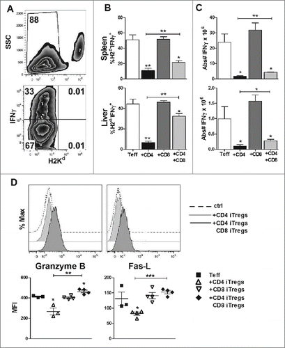 Figure 6. CD8+ iTregs contribute to the preserved GVL effect mediated by combinational therapy. BDF1 mice were transplanted as stated in Fig. 5. Fourteen days post HCT, spleen and liver mononuclear cells were isolated. Representative flow gating strategy (A) displays IFNγ secretion from Teffs and injected iTregs (H2Kd−). Percentages of indicated cell populations, IFNγ production (B), and absolute number are quantified (C). Cells were also stained for granzyme B and Fas-L, with a corresponding isotype control (D) representative histogram analysis of the isotype control, CD4+ singular or combination therapy.  Graphical quantification of the mean fluorescence intensity for each molecule is displayed in (D), n = 4. *p < .05; **p < .01; ***p < .001. Error bars indicate the mean of standard error.