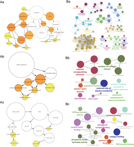 Figure 3 GO enrichment analysis of module genes. (A) A sample BiNGO result for a set of PAH-associated module genes as visualized using Cytoscape. Dark Orange categories are most significantly over-represented. White nodes are not significantly over-represented, they are included to show the Orange nodes in the context of the GO hierarchy. The area of a node is proportional to the number of genes in the test set annotated to the corresponding GO category. BP (Aa); CC (Ab); MF (Ac). (B) ClueGO example analysis of upregulated PAH-associated module genes. Functionally grouped network with terms as nodes linked based on their kappa score level (=0.4), where only the label of the most significant term for each group is shown. The node size represents the term enrichment significance. BP (Ba); CC (Bb); MF (Bc).