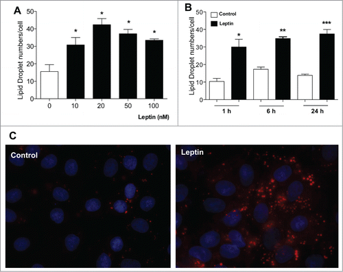 Figure 1. Effects of Leptin on IEC cells lipid droplet formation. IEC-6 cells were treated with different leptin concentrations for 6 h (A) or with 20 nM leptin for different times (B). After incubations the cells were stained with Osmiun tetroxide and the lipid droplets counted. (C) IEC-6 cells were stimulated with 20 nM of leptin in 6 h and the lipid droplets were labeled with Oil Red O and wide field fluorescence images were taken. The results are representative of at least 3 experiments. The symbols (*, ** ;***) represent significant differences from controls according to the Student's T test when p<0.05.