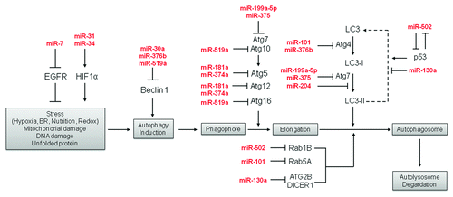 Figure 1. The miRNA-mediated genes and pathways involved in autophagy.