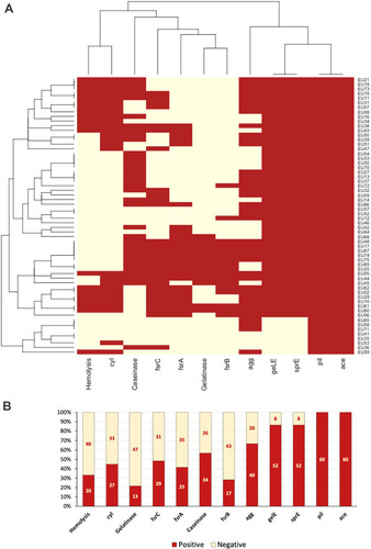 Figure 2 Distribution of screened virulence phenotypes and genotypes among the isolates. (A) Clustering of the isolate and different phenotypic and genotypic markers. Brick red: present (positive assay or PCR-detected gene); light yellow: negative assay or (PCR-negative gene). (B) A stacked bar plot indicating the numbers and proportion of positive and negative virulence phenotypes and genotypes. The measured virulence factors are in the order of clustering in 1A.