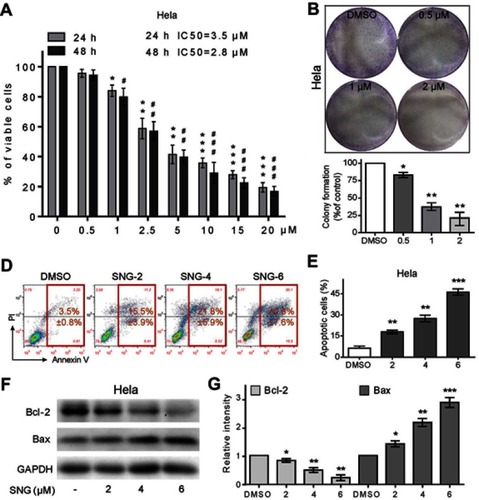 Figure 1 Sanguinarine (SNG) has antiproliferative and apoptotic effects in HeLa cells. (A) Cell viability was analyzed using MTT cell proliferation assay kits. HeLa cells were treated with different concentrations of SNG (0, 0.5, 1, 2.5, 5, 10, and 20 μM) for up to 24 hrs or 48 hrs. IC50 values were calculated. (B) Effect of varying SNG concentrations on cervical cancer cell colony formation. Cells were incubated with SNG (0.5, 1, and 2 μM) for 10 hrs and allowed to grow for 9–10 days. Colonies were stained by crystal violet dye. Then, the number of colonies was counted. (C) The colony formation ability of each group was shown in bar chart. (D) HeLa cells were exposed to SNG (2, 4, and 6 μM) for 24 hrs. Percentage of cell apoptosis was determined by Annexin-V/PI staining and flow cytometry. Similar results were obtained in three independent experiments. (E) The percentage of apoptotic cells in the treatment groups was quantified. (F) Expression of apoptosis-related proteins Bcl-2 and Bax was determined by Western blot after treatment with SNG (2, 4, or 6 μM) for 24 hrs in cervical cancer cells. GAPDH was used as internal control. (G) Quantification of data presented in panel F. All data here are expressed as means ± SD of triplicates. All images shown here are representative of three independent experiments with similar results. Data are shown as mean ± SEM (n=3) (*P<0.05, **P<0.01, ***P<0.001; #P<0.05, ##P<0.01, ###P<0.001; all versus DMSO group).