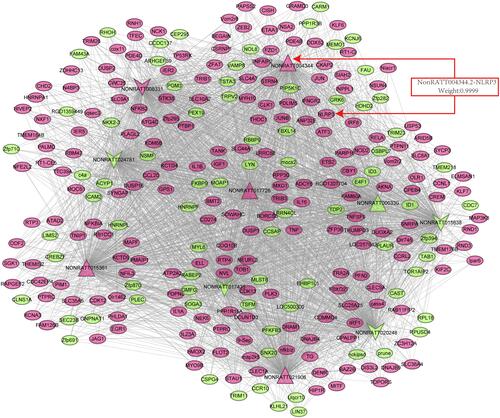 Figure 1 Coexpression network between key differentially expressed lncRNAs and mRNAs. Dots represent mRNAs, and the arrows represent lncRNAs. The red arrows represent the five upregulated and the green arrow represents five downregulated differentially expressed lncRNAs and mRNAs. The weighting factor of lncRNA4344 (NONRATT004344.2) and the NLRP3 Coexpression network is 0.9999.