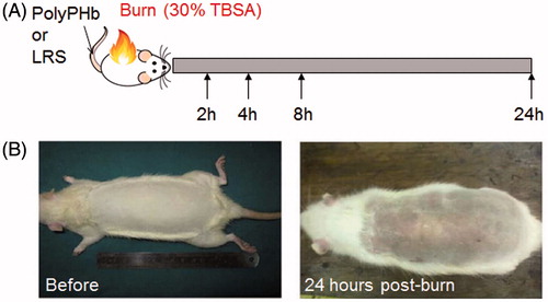Figure 1. A schematic representation of the experimental protocol (A) and representative images of the rat exposed to 100 °C water before and 24 h post-burn (B).