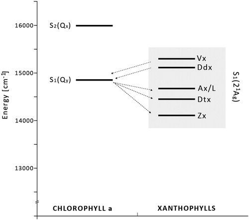 Figure 3. Energy-level diagram. The localization of the S1 and S2 energy levels of chlorophyll a (Chl a) and S1 energy levels of carotenoids. The energies of Chl a: S2(Qx) 16 000/cm and S1(Qy) 14 700/cm. The energies of the S1 state of xanthophylls: violaxanthin (Vx, 15 290/cm), diadinoxanthin (Ddx, 15 130/cm), antheraxanthin and lutein (Ax/L, 14 720/cm), diatoxanthin (Dtx, 14 485/cm), and zeaxanthin (Zx, 14 170/cm).28 Arrows from left to right represent forward energy transfer (light-harvesting); arrows from right to left – reverse energy transfer (NPQ).