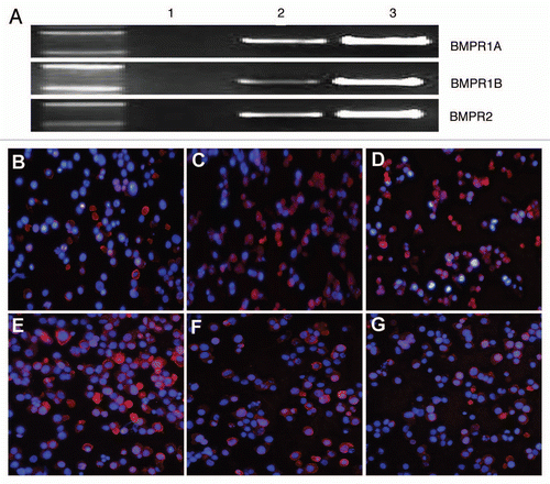 Figure 1 Expression of BMP receptors in human osteosarcoma tumorigenic ALDHbr cells. (A) Messenger RNA transcripts for BMP receptors. Lane 1: negative control; Lane 2: freshly sorted ALDHbr cells; Lane 3: MCF7 cells (positive control). Representative immunofluorescent staining of BMPR1A (B), BMPR1B (C) and BMPR2 (D) in freshly sorted ALDHbr cells. Representative immunofluorescent staining of BMPR1A (E), BMPR1B (F) and BMPR2 (G) in unsorted cells from OS99-1 xenografted tumors, and there was no difference on the expressions of those three BMP receptors between the ALDHbr cells and the unsorted cells. The nuclei counterstained with 4′,6-diamidino-2 phenylindole (DAPI) (blue areas).